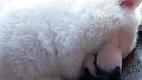 萨摩耶狗狗睡觉还打呼噜，主人感觉自己养了一只猪，膘肥体壮的！