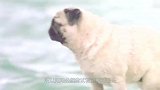狗狗被潮水围困焦急万分，突然出现只大海龟雪中送炭