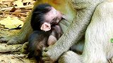 刚出生就一脸褶的小猴子，睡着都不忘吃奶，看看这小嘴多快多会吃