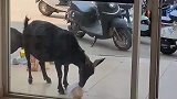 这一幕把人看呆了，谁的外卖竟然被羊给吃了