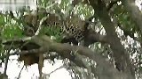 旅游-肯尼亚·马赛马拉·花豹Leopard的午餐