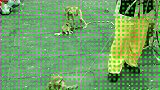 猴子会感恩。