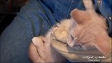 主人给猫咪剪指甲，小橘猫被吓得一动不动