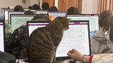 课堂猫咪溜进教室学生边上课边撸猫