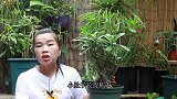吃剩的蛋壳骨头不要扔，教你一招做花肥，沙漠玫瑰吃了呼呼长