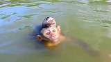 游泳自身难保的汤姆，被讨厌的小猴子黏在身上，汤姆脸都吓白了