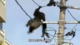 黑猩猩在高压线上走钢丝，不料意外发生，镜头记录全过程
