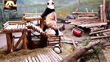 熊猫妈妈太坑娃，当众往宝宝头上拉青团，笑翻全场