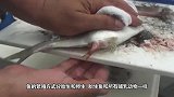 金龙鱼妈妈产下一堆鱼卵，下一秒意外的画面出现，鱼爸爸却将鱼卵