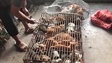 为何在这个国家见不到一只流浪猫？原来都祭了人的“五脏庙”！