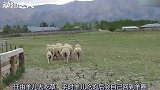 羊群集体跳崖，究竟是为了什么，专家为您揭晓疑惑。