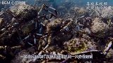 渔民抓到奇怪螃蟹，外壳“软”的不像话，邻居：你这是捡到宝了！