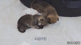 带着柴犬宝宝一家人搬家了，新环境他们能适应吗？