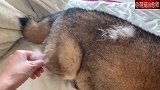 主人一摸就是一撮毛，柴犬：我这掉毛等级还不到1级呢！