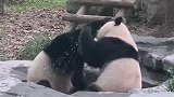 熊猫：别闹，我俩在互相搓澡呢！
