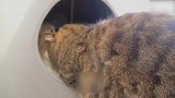 卧在小窝里的猫咪们，这两只真可爱，想抱回家！
