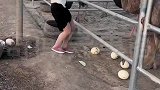 美女为了抢鸵鸟的蛋，真的太不容易了！