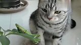 猫咪真的是太可爱，既然跟蚂蚱打起架来，太搞笑了！