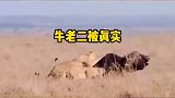牛老二这下被真实了，这下跑不出狮子狗的手掌心了