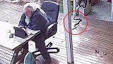 澳大利亚男子自家后院工作时被一条毒蛇袭击 幸运未被咬中