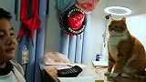 猫：看我干啥我脸上有题啊看打！