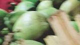 被椰子包围的狗很幸福。
