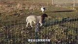绵羊身陷沼泽被救起，因为身体太胖，险些就上不来了