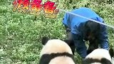 熊猫跟着饲养员跑步，步伐一致跑起来好Q弹