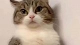 主人学猫叫不料猫咪突然翻脸
