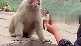 主播调戏猴子走红，看这手法，原来是观世音菩萨