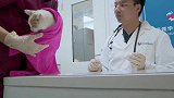 宠物医院2，我裂开了，橘猫测体温，顿时吓出表情包