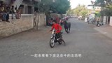 公牛脾气太火爆了，直接朝着铁门上撞，下一秒忍住别笑