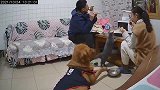 养狗人没有一顿骨头是能吃安稳的,监控下这一幕,戳中笑点了
