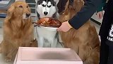 铲屎官让狗子们看烤鸭，下一幕铲屎官竟然这样做，咱可长点心吧