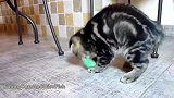 桌子下玩耍的猫咪，这活泼的样子，真是可爱！