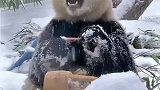 大熊猫在雪天里开心地吃竹笋