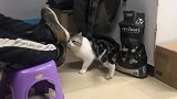 第一次见到这么听话的猫