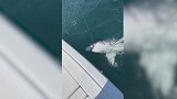 美国：新泽西州渔夫钓鱼时钓上一条2点1米大白鲨