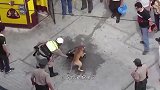 将比特犬和鬣狗关在一起，它们会打起来吗谁会更胜一筹呢