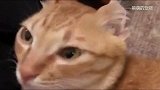 猫咪除了会卖萌以外，演技也是非常在线啊！