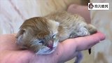 天啊！这一定是我见过的最小的猫咪！太软萌了！