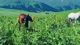 野花和马一样高的那拉提草原