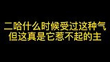 二哈什么时候受过这种气，但这小祖宗它惹不起，孩子是狗狗的克星