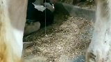猫：这牛奶还真新鲜呀！