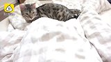被子里有奇异生物，猫咪开始了侦查