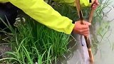 鱼装三分防死，留七分保命，这演技真是绝了