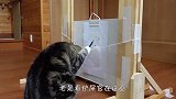 猫咪趁主人不在偷学画画，一本正经跟个人似的，结局太逗了