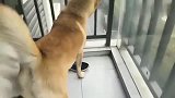 三只中华田园犬在阳台看到主人回来后，神同步