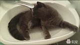 碰到水瞬间懵逼的大傻猫！笑得内裤都掉了