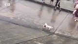 流浪狗窝被淹，狗妈妈冲入洪水救小狗